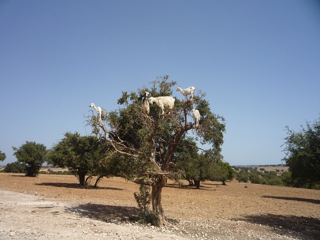 Arganboom met geiten